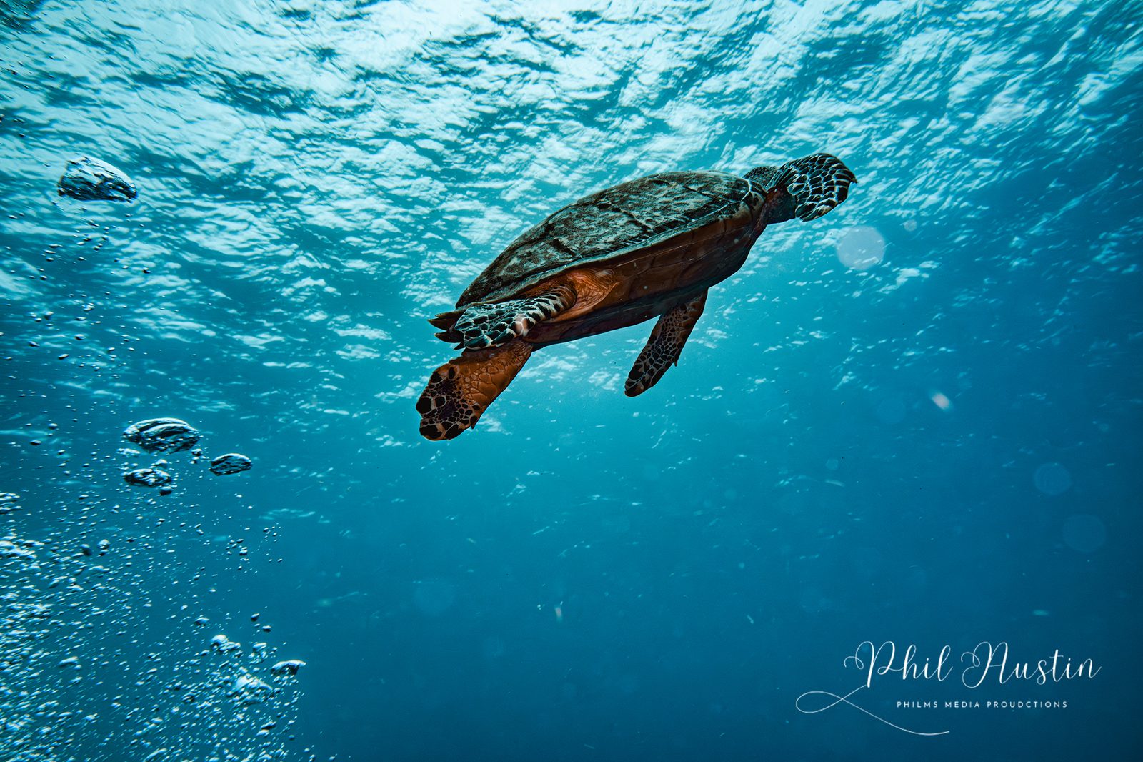 Sea Turtle